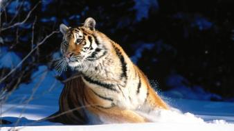 Wintery scuddle siberian tiger wallpaper