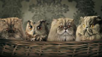 Animals baskets cats eyes family wallpaper