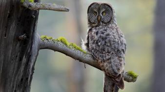 Animals birds owls trees wallpaper