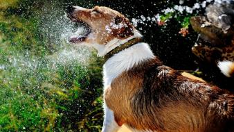 Animals dogs playing water wallpaper
