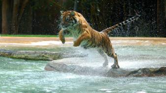 Animals jumping tigers wallpaper
