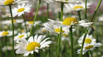 Daisy flowers grass nature wallpaper