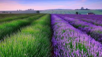 Fields houses landscapes lavender nature wallpaper