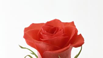 Flowers red rose roses wallpaper