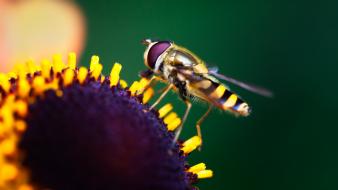 Insects macro nature wallpaper