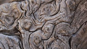 Macro textures wood wallpaper