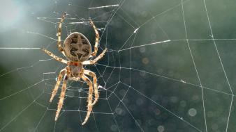 Nature spiders wallpaper