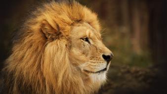 Animals feline lions wildlife wallpaper