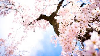 Blossoms branches trees wallpaper