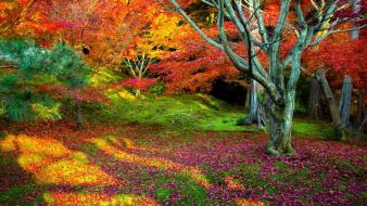 Leaves multicolor trees