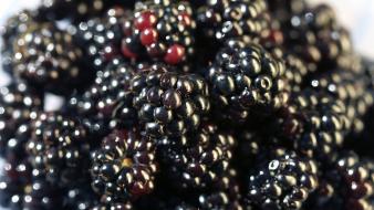 Berries blackberries fruits white background wallpaper