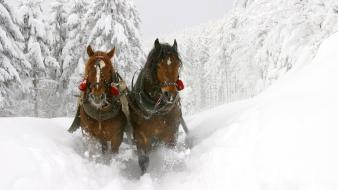 Frozen horses sleds white winter wallpaper