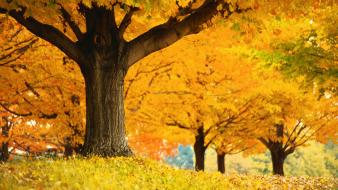 Autumn golden multicolor wallpaper