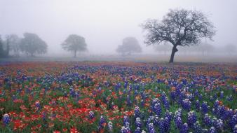 Bluebonnet texas fields flowers fog wallpaper