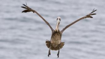 California san diego brown landing pelicans wallpaper