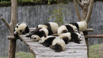 Cubs giant nature panda bears sleeping wallpaper