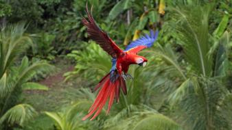 Macaw scarlet macaws birds flight parrots wallpaper