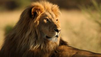 Africa animals lions wildlife wallpaper