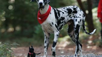 Animals chihuahua dogs great dane happy wallpaper