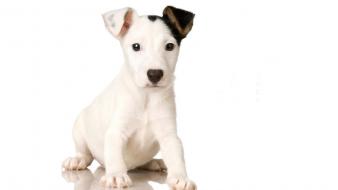 Animals dogs puppies white background wallpaper