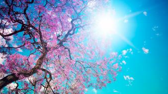 Blossom sun leaves pink trees wallpaper