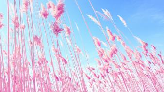 Dreamy grass macro nature pink wallpaper