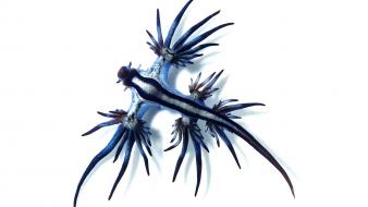 Nudibranchia blue fish wallpaper