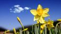 Beautiful Daffodils wallpaper