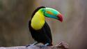 Birds toucans wallpaper