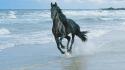 Black Horse And Sea wallpaper