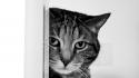 Cat spying wallpaper