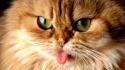 Cat With Tongue wallpaper