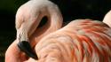 Chilean Flamingo wallpaper