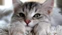 Close-up cats animals green eyes paws shag carpet wallpaper