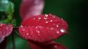 Close-up nature flowers leaves plants water drops macro wallpaper