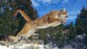 Cougar Jump wallpaper