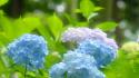Flowers blue hydrangeas wallpaper