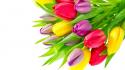 Flowers tulips colors wallpaper