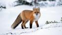 Fox In The Snow wallpaper