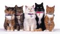 Group Of Cats wallpaper