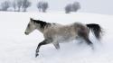 Horse In The Snow wallpaper