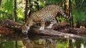 Jaguar And Water wallpaper