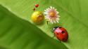 Ladybug Love wallpaper