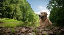 Landscapes nature animals dogs wallpaper