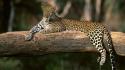 Leopard Sitting wallpaper
