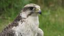 Nature birds falcon bird wallpaper