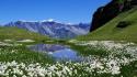 Nature switzerland lakes alps meadows white flowers wallpaper