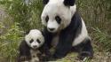 Panda And Cub wallpaper
