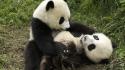 Pandas Playing wallpaper