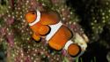 Percula Clownfish wallpaper